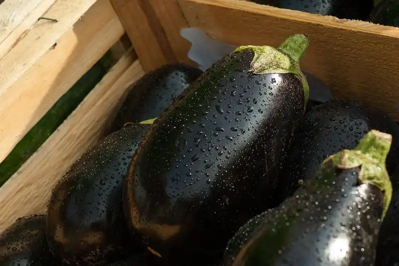 how to select the right eggplant for your italian dinner 1656488866 3537